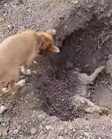 狗狗埋葬
